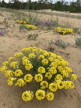 Слика од Alyssum lenense Adams