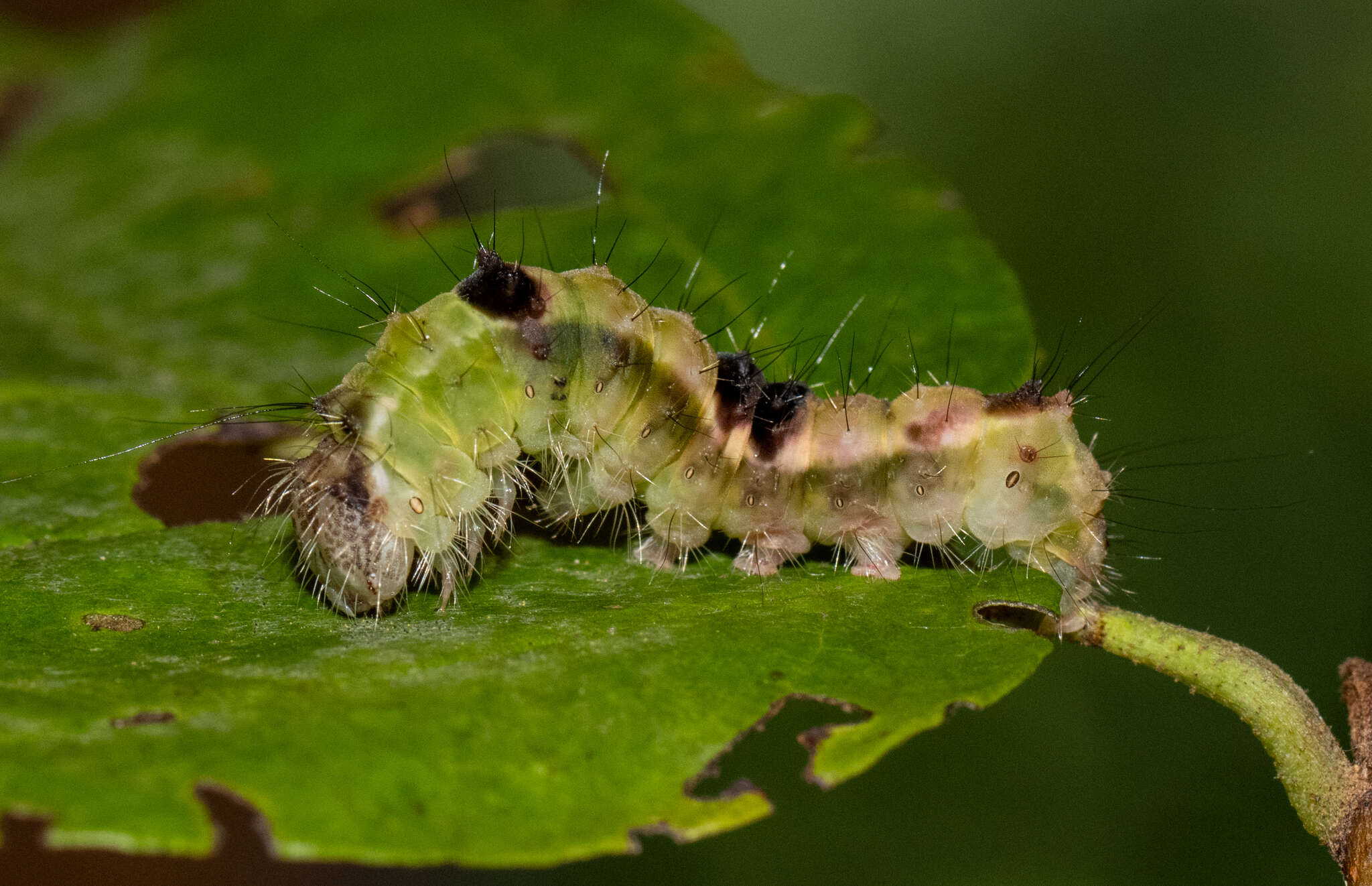 Image of Witch Hazel Dagger