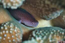 Image of Hawaiian orbicular velvetfish