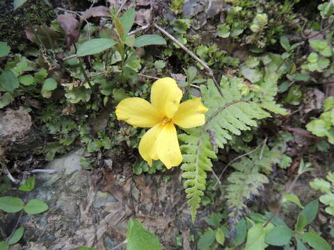 Image of Yellow flax