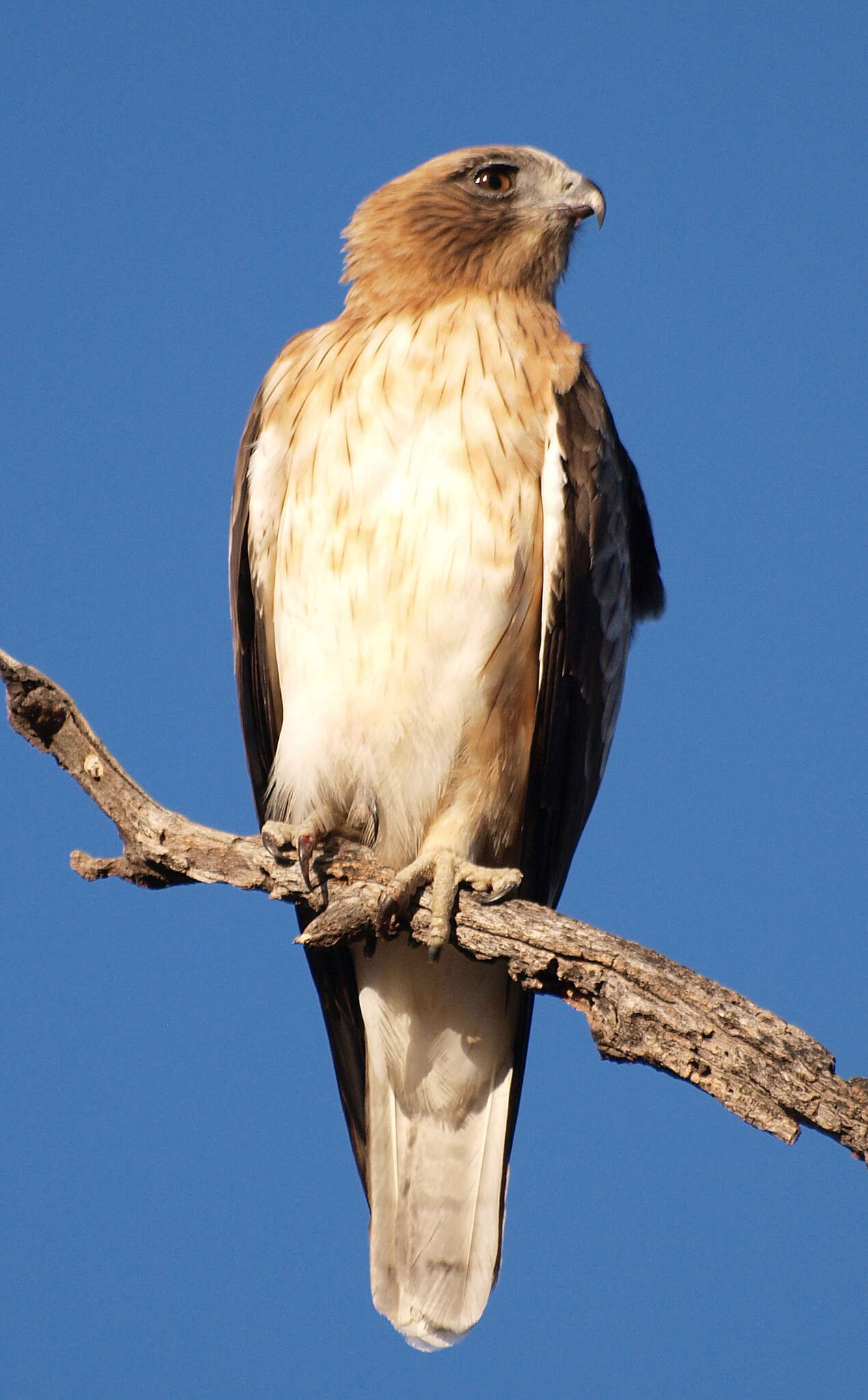 Hieraaetus morphnoides (Gould 1841) resmi