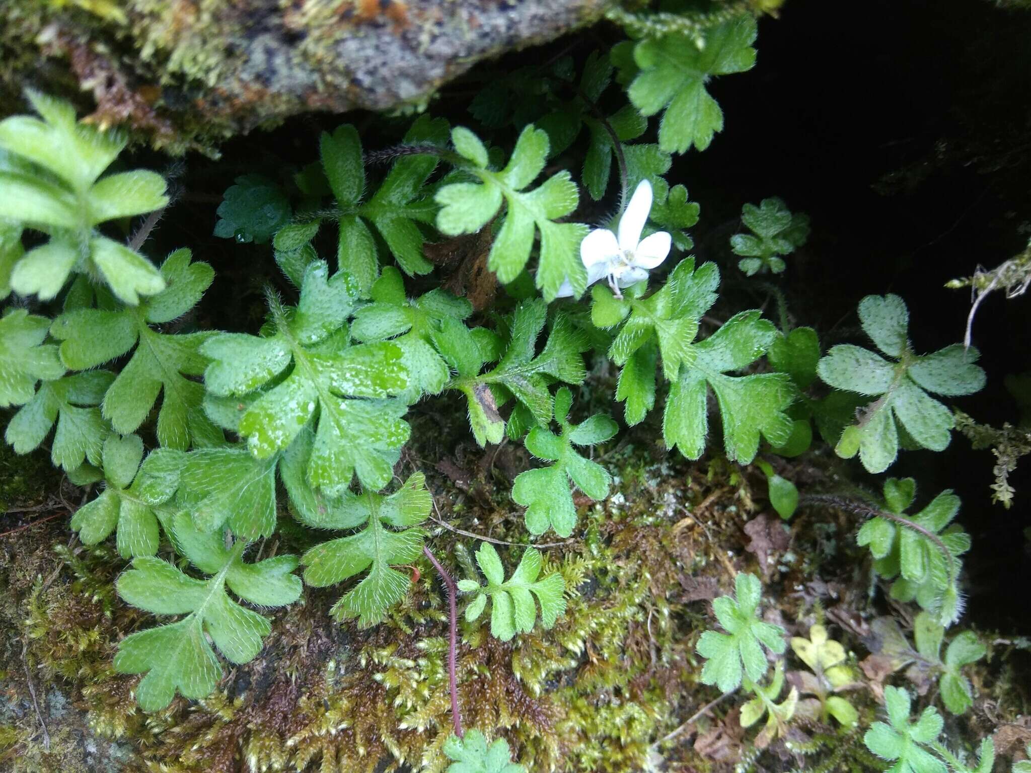 Ellisiophyllum pinnatum (Wall. ex Benth.) Makino resmi