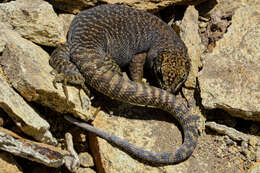 Liolaemus petrophilus Donoso-barros & Cei 1971 resmi