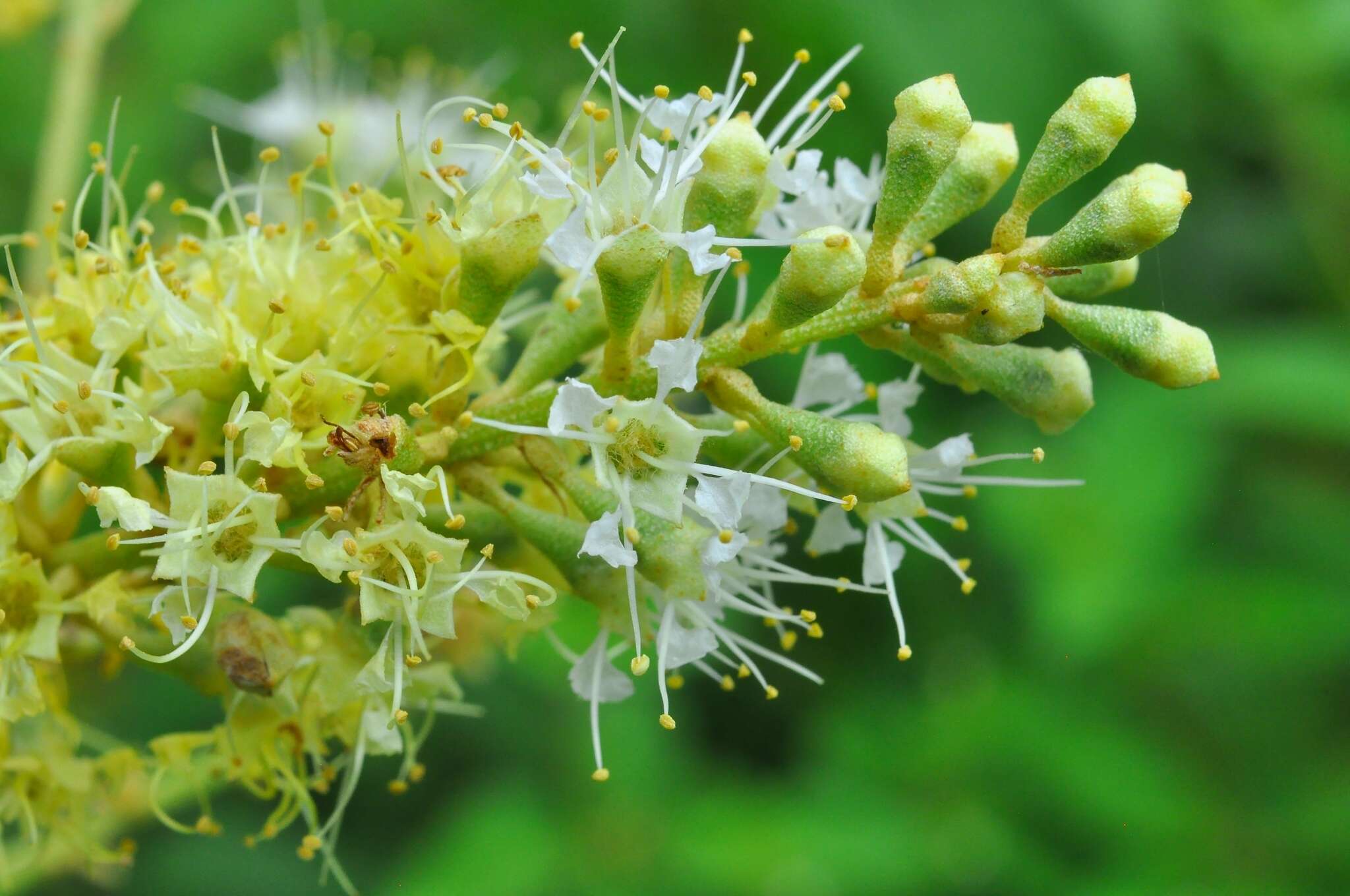 Imagem de Combretum leprosum Mart.