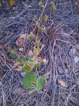 Image of Wright's Indian mallow