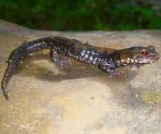 Image of Plethodon petraeus Wynn, Highton & Jacobs 1988