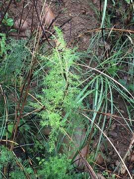 صورة Asparagus cochinchinensis (Lour.) Merr.