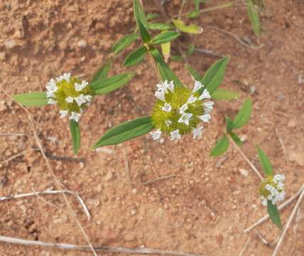 Imagem de Spermacoce scabiosoides (Cham. & Schltdl.) Kuntze