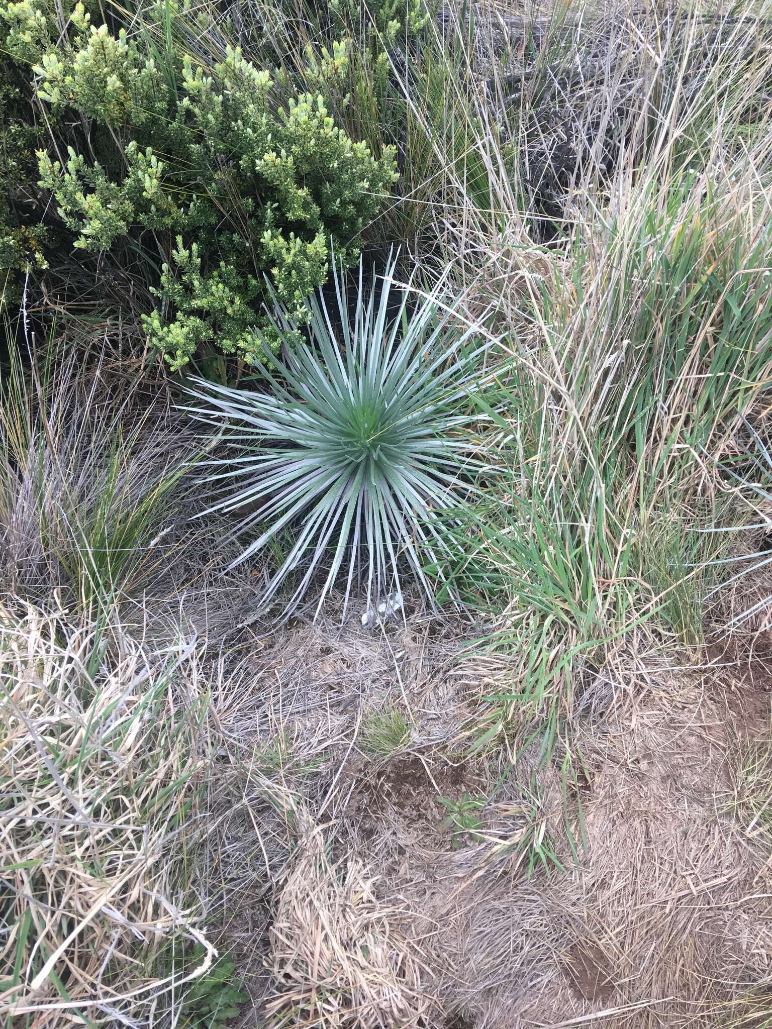 Plancia ëd Argyroxiphium kauense