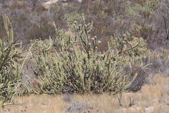 Image of Cylindropuntia bernardina