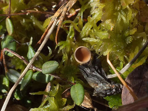 صورة Myriosclerotinia sulcatula T. Schumach. & L. M. Kohn 1985