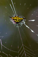 Image of Gasteracantha rhomboidea madagascariensis Vinson 1863