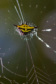 Image of Gasteracantha rhomboidea madagascariensis Vinson 1863