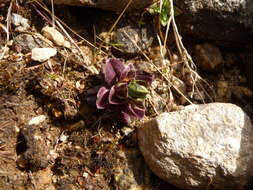 Image of Gentiana depressa D. Don