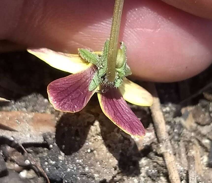 Image of goosefoot violet