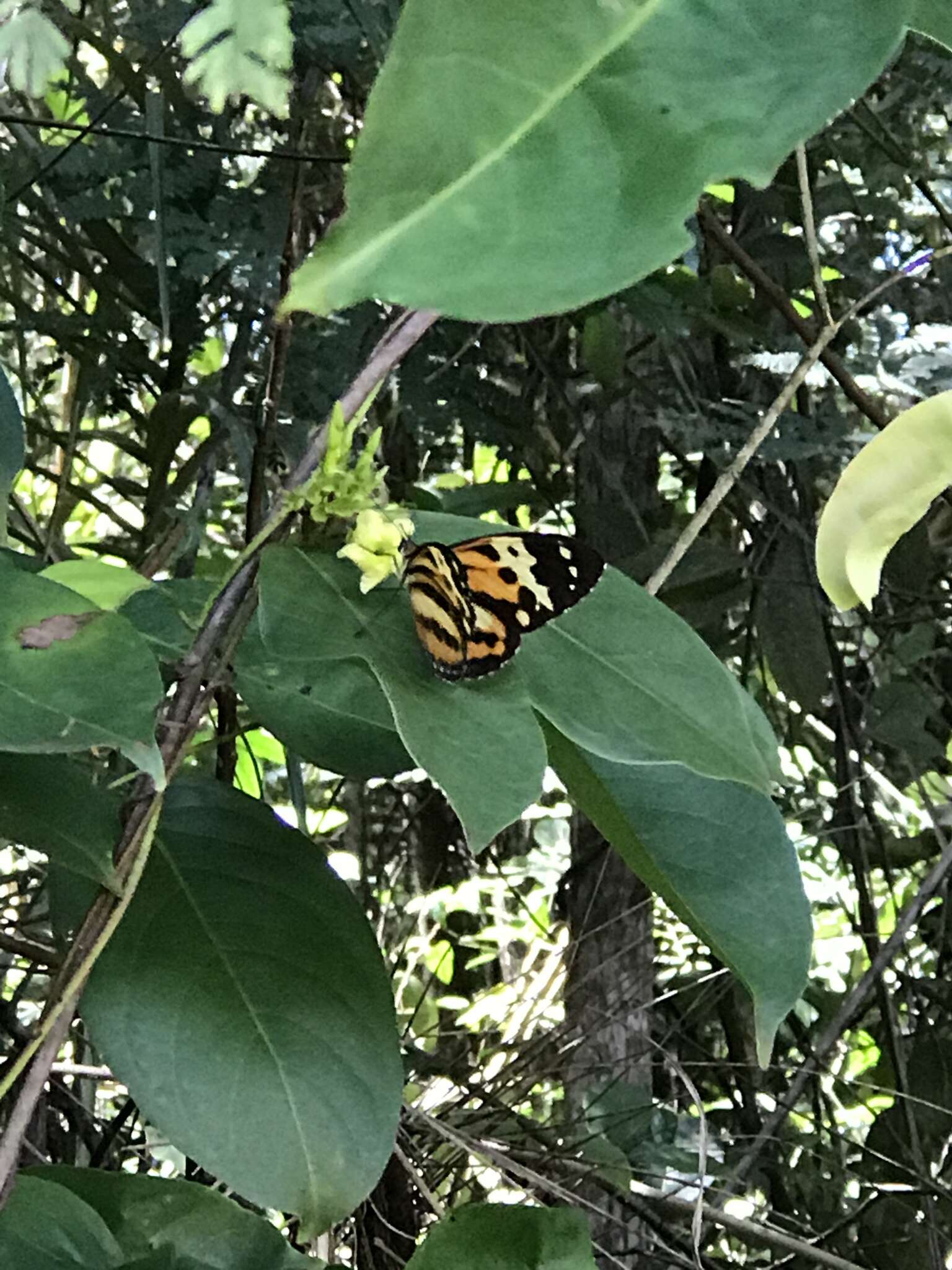 Image of Tiger Mimic-Queen