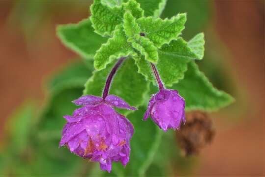 Image of Lippia lupulina Cham.