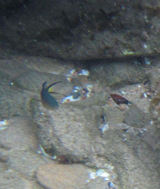 Image of Blacktail chromis