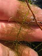 Image of Farwell's Water-Milfoil