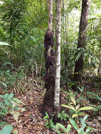 Image de Baccaurea parviflora (Müll. Arg.) Müll. Arg.