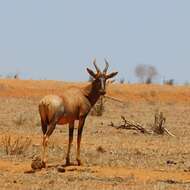 Image of Damaliscus lunatus subsp. topi Blaine 1914