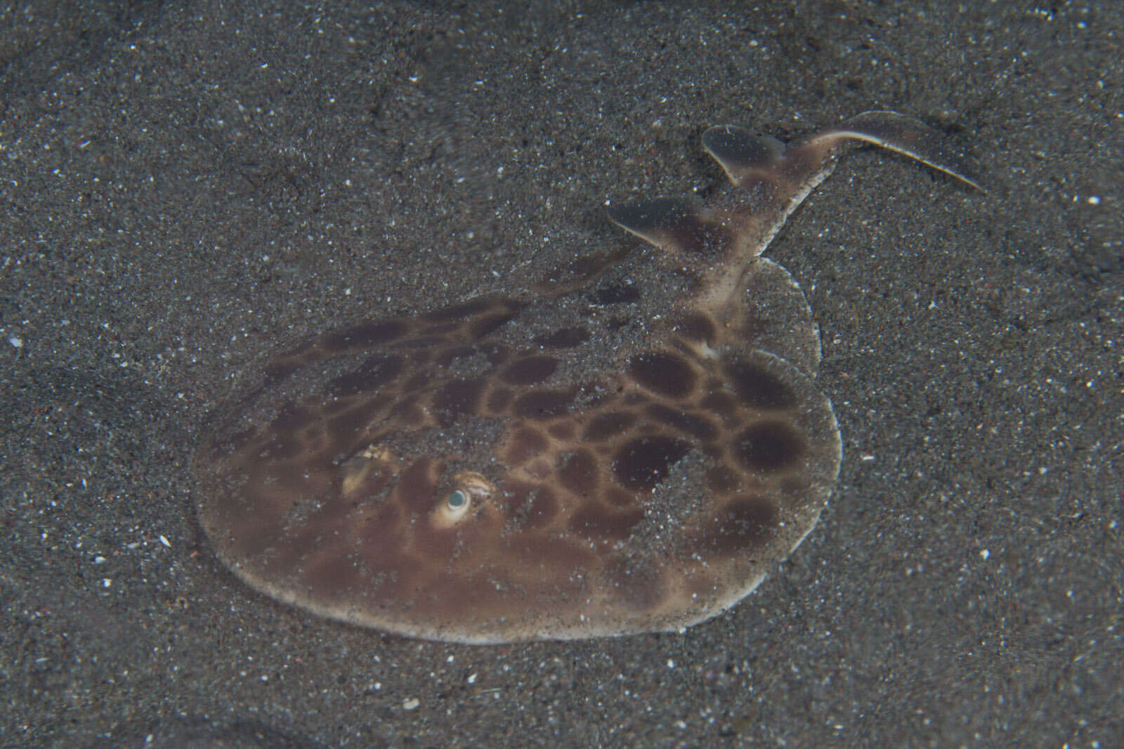 Image of Indonesian numbfish