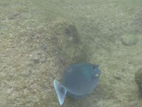 Image of Brown Unicornfish