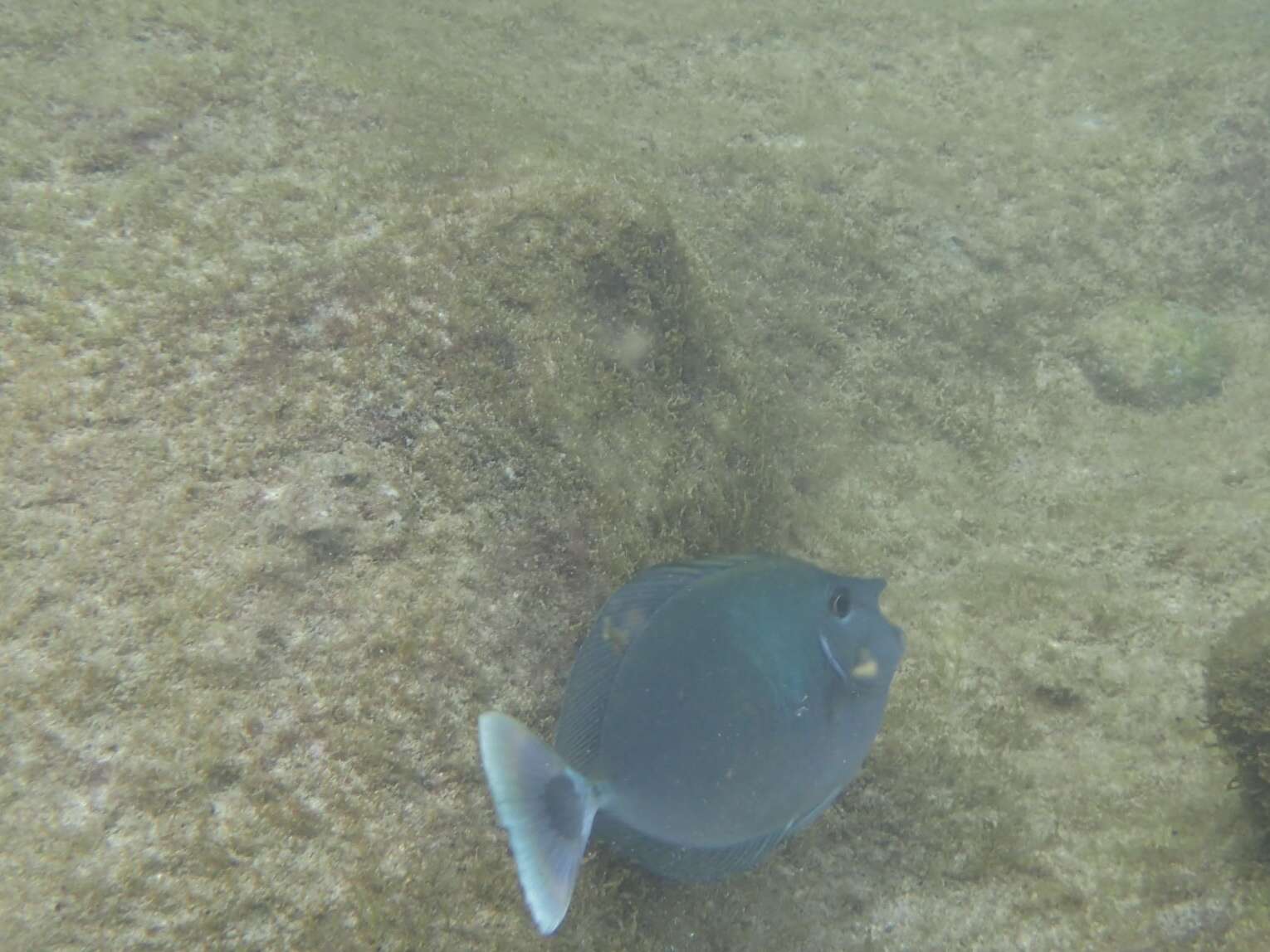 Image of Brown Unicornfish