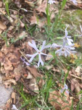 Image of cleft phlox