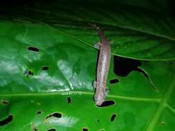 Image of Bolitoglossa peruviana (Boulenger 1883)