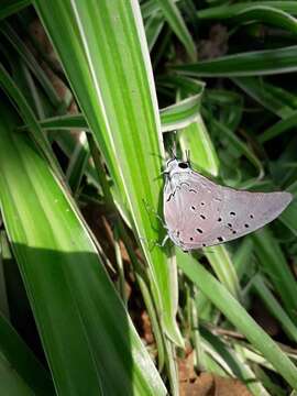 Imagem de Pseudolycaena marsyas (Linnaeus 1758)