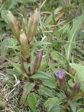 Image of Gentianella amarella subsp. amarella