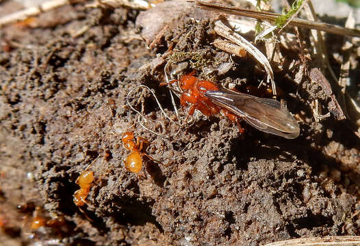 Imagem de <i>Lasius latipes</i>