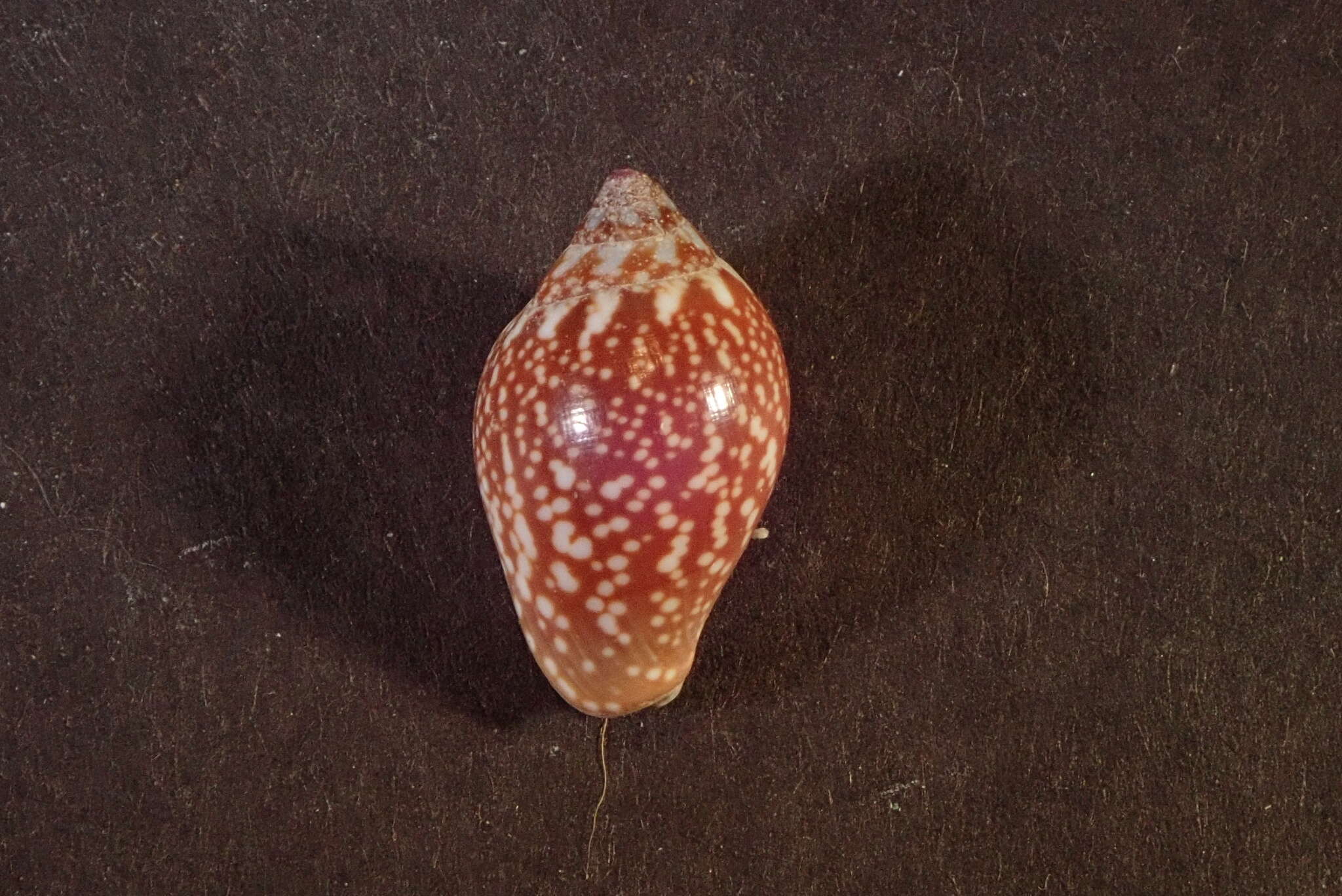 Sivun Pyrene punctata (Bruguière 1789) kuva