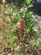 Orobanche sanguinea C. Presl的圖片