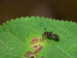 Image of Teleopsis quadriguttata (Walker 1856)