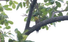 Image of Picus erythropygius erythropygius (Elliot & DG 1865)