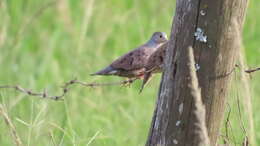 صورة Columbina minuta (Linnaeus 1766)