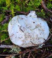 Image of Amanita silvicola Kauffman 1926