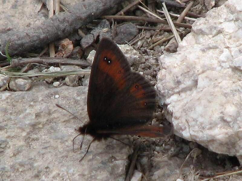 Image of Erebia rhodopensis Elwes 1900