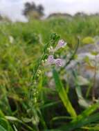 Image de Scutellaria brevibracteata Stapf