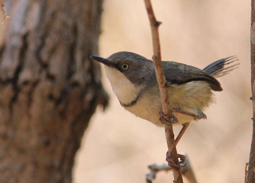 Image of Apalis thoracica spelonkensis Gunning & Roberts 1911