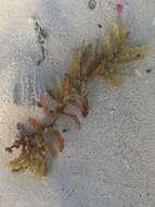 Слика од Sargassum natans