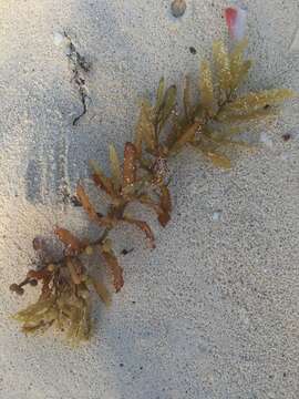 Image of gulf weed
