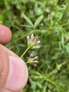 Image de Trifolium oliganthum Steud.