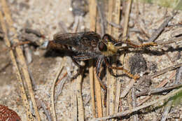 صورة Promachus dimidiatus Curran 1927