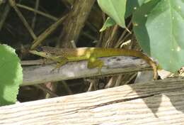 Image of Barbados anole