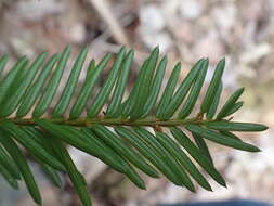 Image of Canada yew