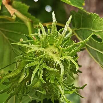 Image of Turkish Hazel