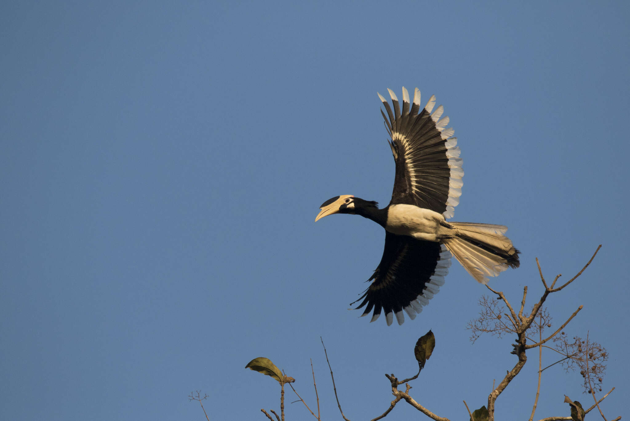 Image of Malabar Pied Hornbill